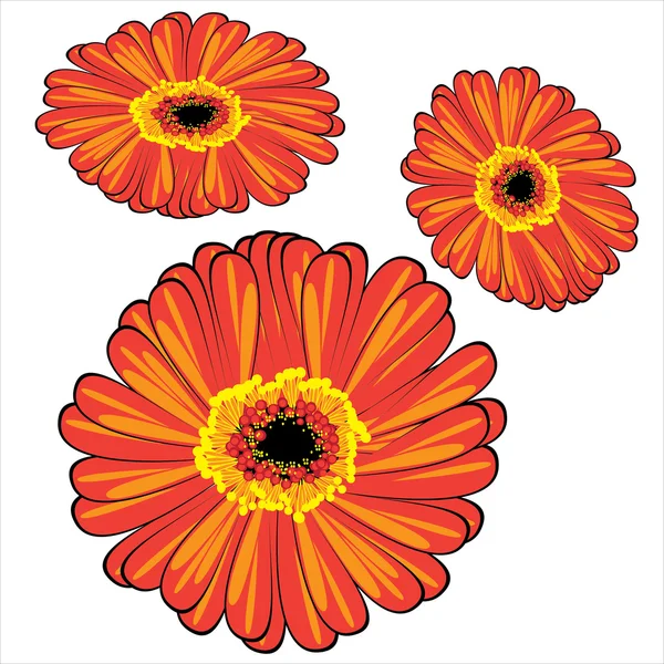 Rode vector gerbera geïsoleerd op witte achtergrond — Stockvector