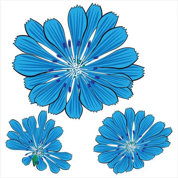 Flores de cornflower vetor azul isoladas no fundo branco — Vetor de Stock