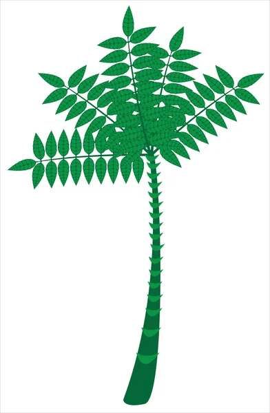 Palm tree isolated on white background — Stock Vector