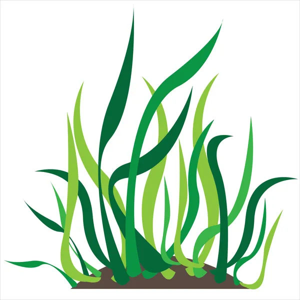 Colored grass silhouette isolated on white background — Stock Vector