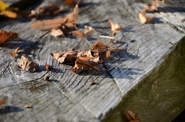 Sonbahar sakin bir hayat