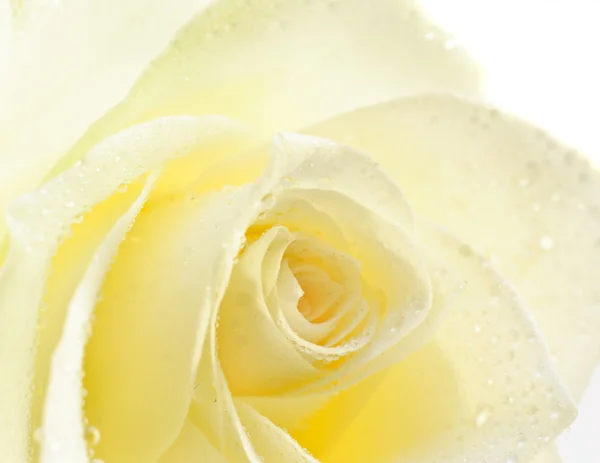 Single White Rose Close-Up with Waterdrops — Stock Photo, Image