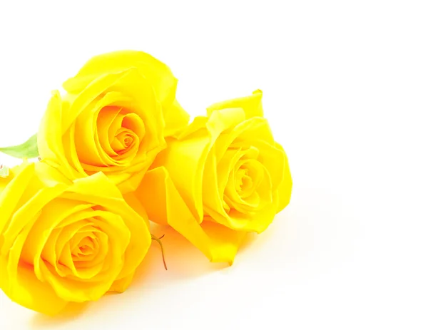 Three Yellow Roses on White — Stock Photo, Image