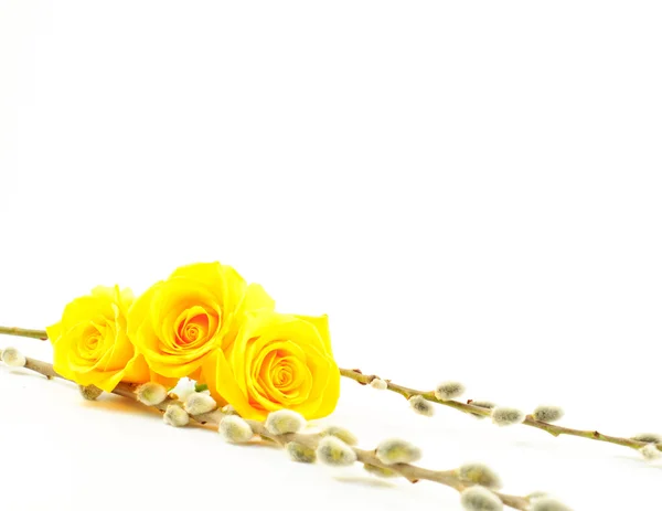 Κίτρινα τριαντάφυλλα πάνω σε κλαδιά ιτιάς — Φωτογραφία Αρχείου