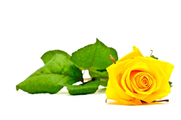 Rosa gialla su sfondo bianco — Foto Stock