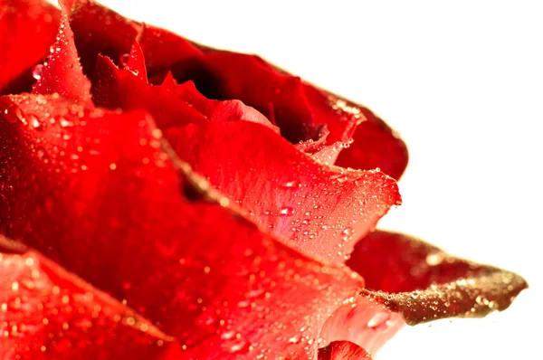 赤いバラのつぼみの花弁 — ストック写真