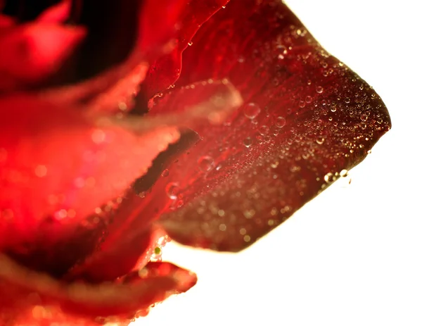 Лепестки бутона красной розы — стоковое фото