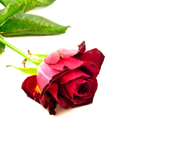 平らな白い背景に赤いバラ — ストック写真