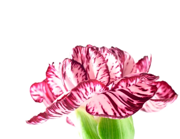 Spraycarnation zweifarbig weiß lila Knospe Nahaufnahme seitlich — Stockfoto