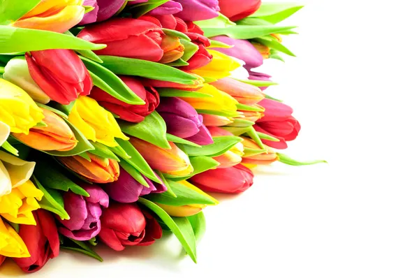 Tulipani Mix colori arcobaleno su sfondo bianco sinistro piatto — Foto Stock