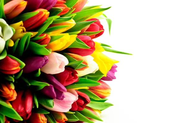 Tulipani arcobaleno misti — Foto Stock