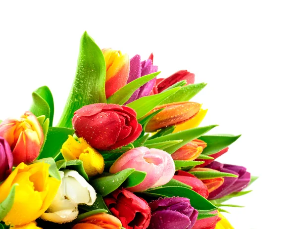 Mieszane kolory tulipanów kilka z waterdrops — Zdjęcie stockowe