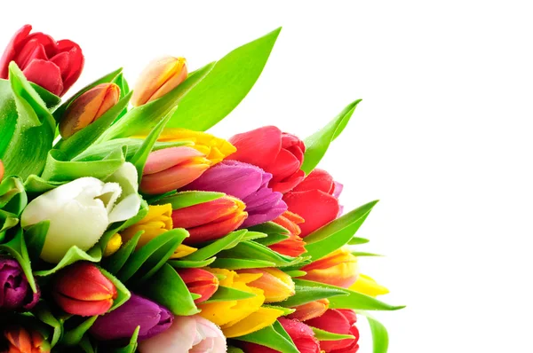 Cores misturadas Tulip Bunch com gotas de água — Fotografia de Stock