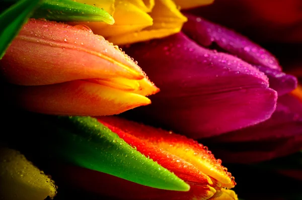 Mieszane tulipany z bliska — Zdjęcie stockowe