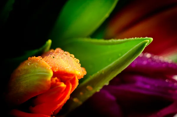 Orange Tulip Close-Up with Waterdrops Stock Photo