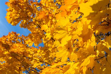 Sonbahar akçaağacının parlak tacı