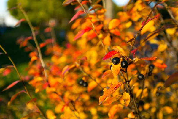Parkta Böğürtlenli Parlak Sonbahar Çalısı — Stok fotoğraf