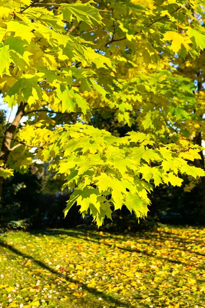 Parlak Bir Sonbahar Akçaağaç Ağacının Yemyeşil Tacı — Stok fotoğraf