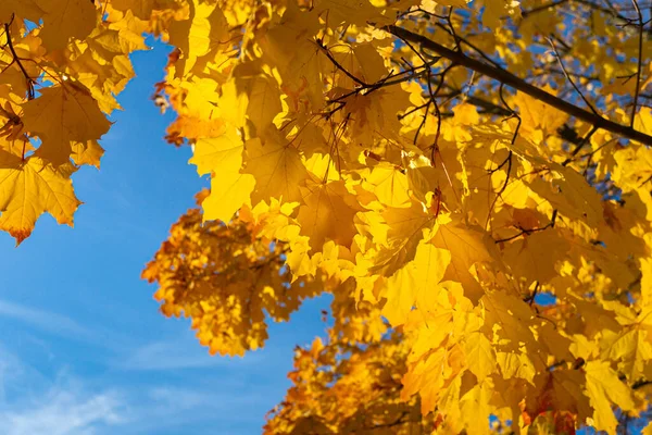 Lush Bright Crown Autumn Maple Tree Stock Picture