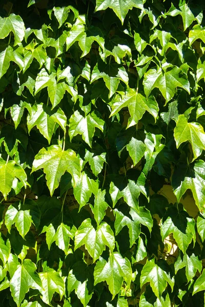 Canlı yeşil yaprakların duvar arkaplanı