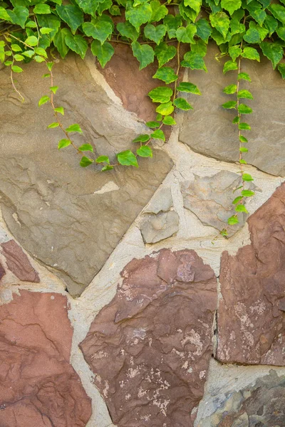 Decorative Stone Wall Green Ivy Leaves — Stock Photo, Image