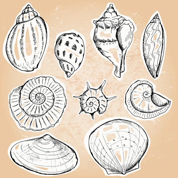 Морские раковины — стоковый вектор