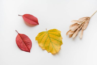 Beyaz arkaplanda sonbahar yaprakları 