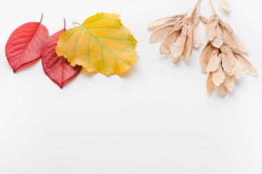 Beyaz arkaplanda sonbahar yaprakları 