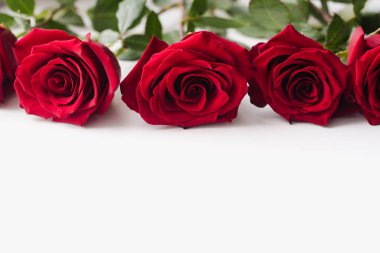 Beyaz arka planda kırmızı güller. Metin için yeri olan fotoğraf. 