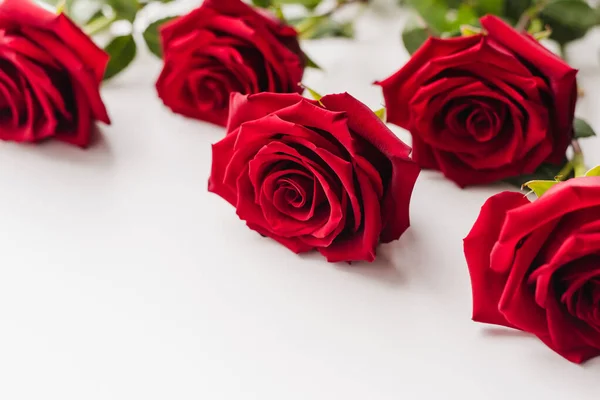 Beyaz arka planda kırmızı güller. Metin için yeri olan fotoğraf. 