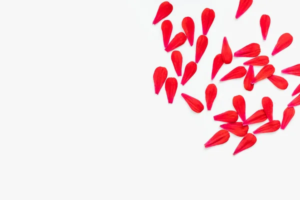 Beyaz arka planda kırmızı yapraklar. Metin için yeri olan fotoğraf. 