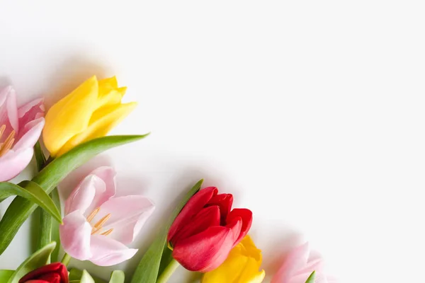 Beyaz arkaplanda çok renkli laleler 