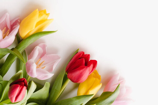 Multicolored tulips on a white background 