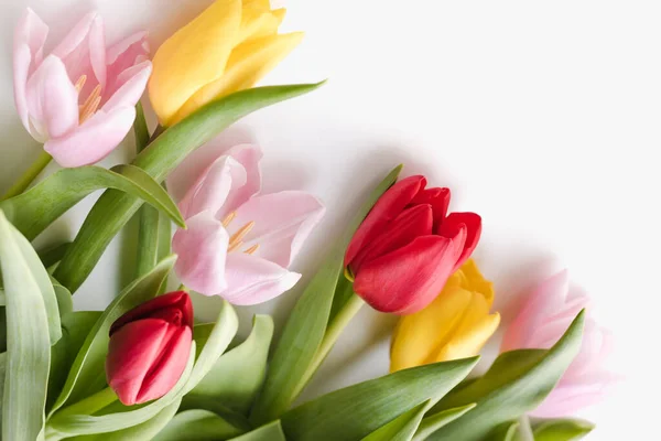 Цветные Тюльпаны Белом Фоне — стоковое фото