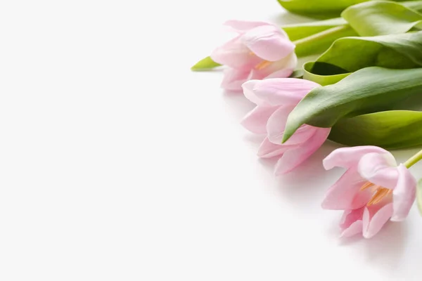 Beyaz arkaplanda çok renkli laleler 