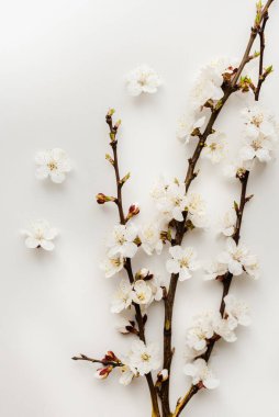 Beyaz arka planda çiçek açan erik dalları