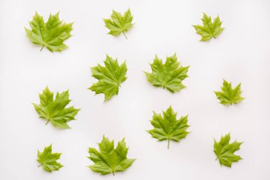 Akçaağaç yaprakları beyaz arkaplanda 