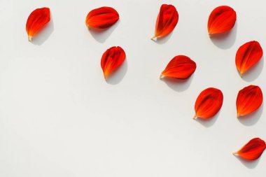 Red petals on a white background. Background from petals. 