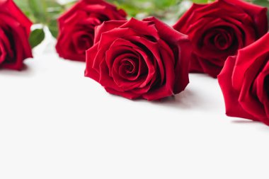 Bir buket gül. Kırmızı güller.