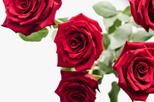 Bir buket gül. Kırmızı güller.