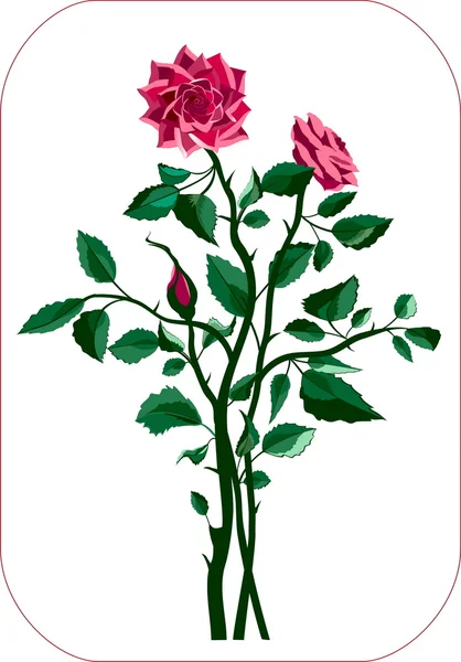Arbusto rosado — Archivo Imágenes Vectoriales