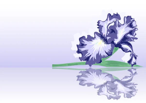 Iris lila — Vector de stock