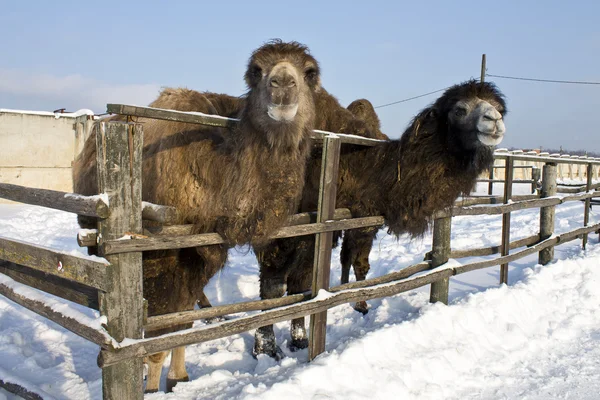 Couple of camels in zoo in winter — Stock Photo, Image