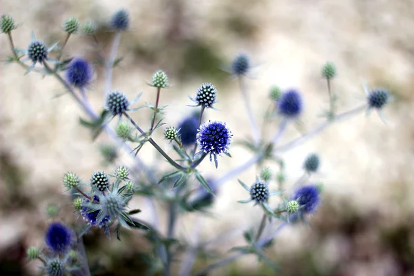 Eryngium — стокове фото