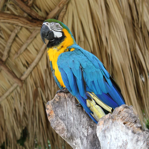 Macaw sitting on branch — Stock Photo, Image