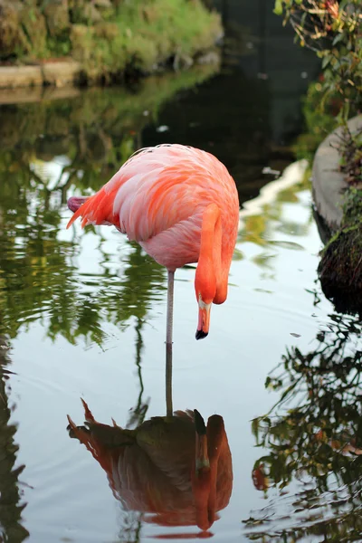Flamingo — Stock Photo, Image