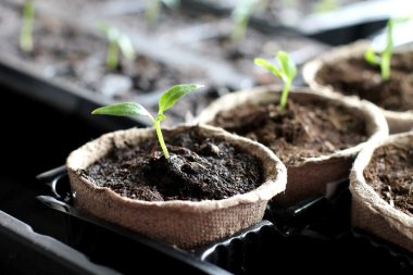 kapalı grow fide