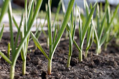 Planting garlic clipart