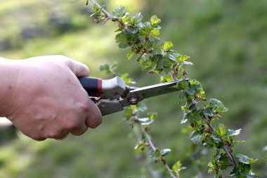 bush ile secateurs bahçedeki budama