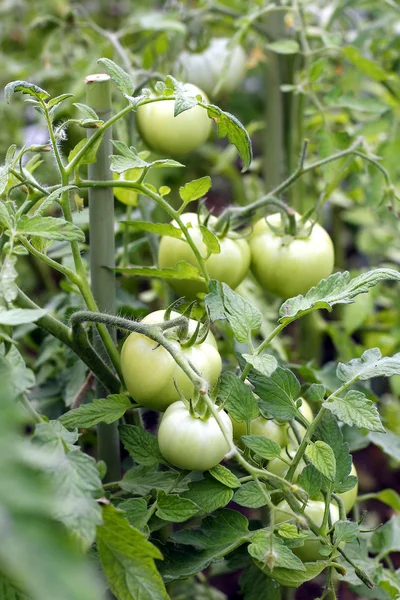 Groene tomaten in een tuin — Stockfoto